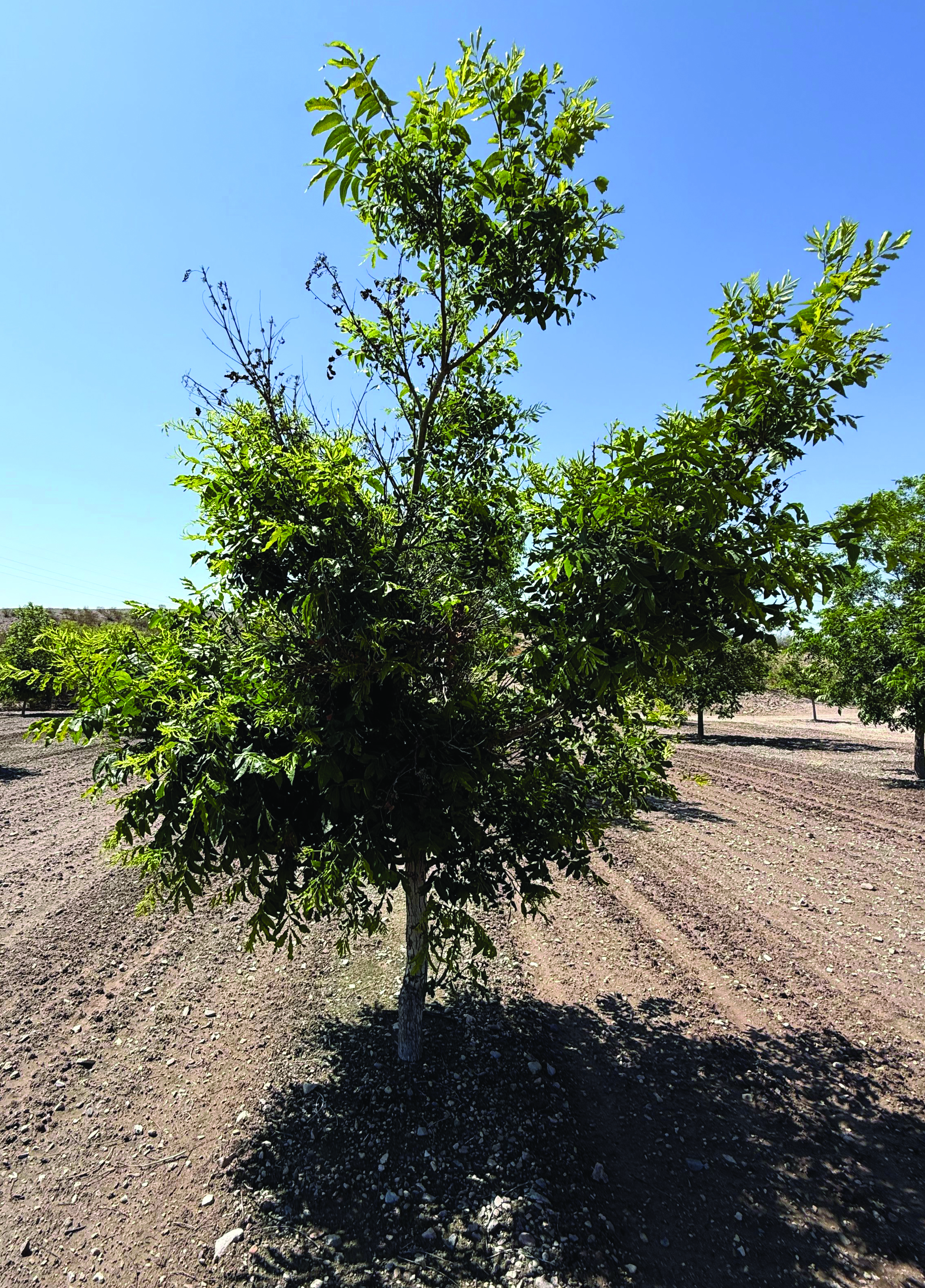 Photograph of a pecan tree showing dieback symptoms of iron chlorosis, including wilted and yellow leaves, and brown spots.